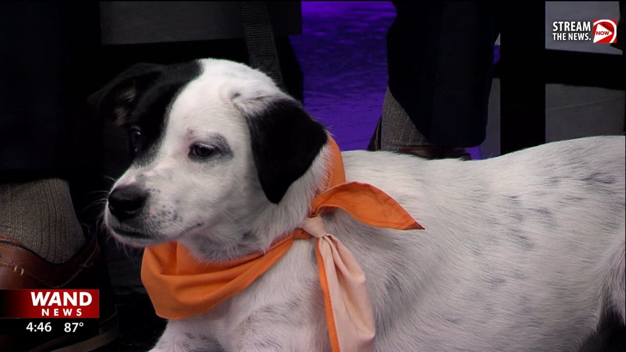 WAND's Happy Tails featuring Courage and Chicken Fry